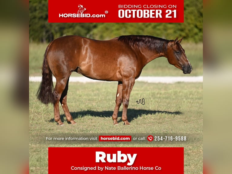 American Quarter Horse Giumenta 3 Anni 147 cm Sauro ciliegia in Waco, TX