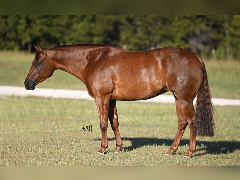 American Quarter Horse Giumenta 3 Anni 147 cm Sauro ciliegia in Waco, TX