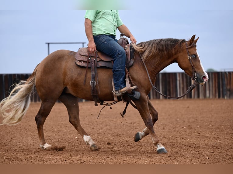 American Quarter Horse Giumenta 3 Anni 147 cm Sauro ciliegia in Waco, TX