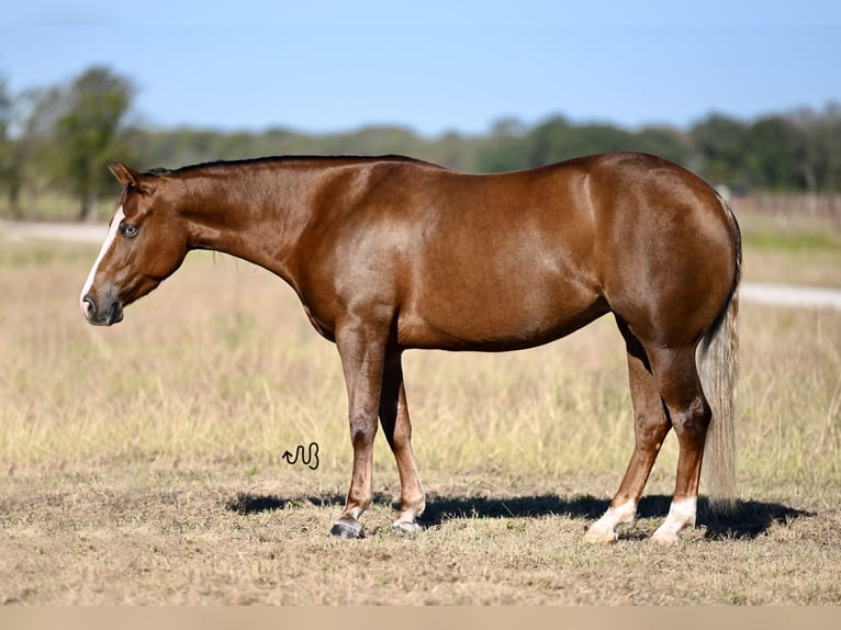 American Quarter Horse Giumenta 3 Anni 147 cm Sauro ciliegia in Waco, TX