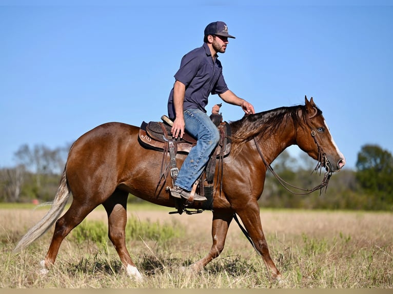 American Quarter Horse Giumenta 3 Anni 147 cm Sauro ciliegia in Waco, TX