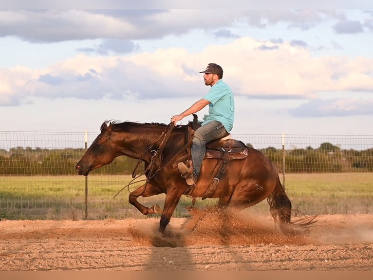 American Quarter Horse Giumenta 3 Anni 147 cm Sauro ciliegia in Waco, TX