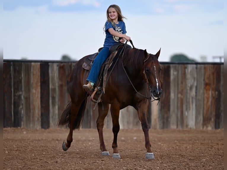 American Quarter Horse Giumenta 3 Anni 147 cm Sauro ciliegia in Waco, TX