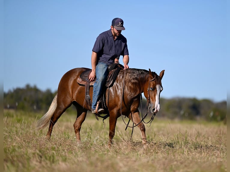 American Quarter Horse Giumenta 3 Anni 147 cm Sauro ciliegia in Waco, TX