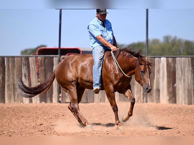 American Quarter Horse Giumenta 3 Anni 147 cm Sauro ciliegia in Waco, TX