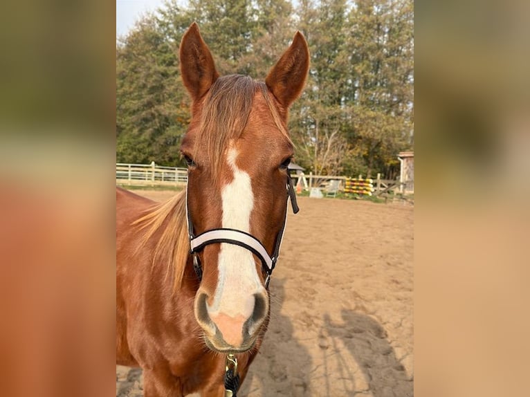 American Quarter Horse Giumenta 3 Anni 147 cm Sauro in Schildow