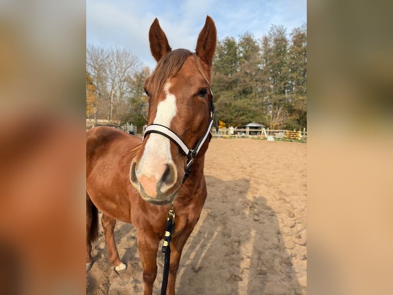 American Quarter Horse Giumenta 3 Anni 147 cm Sauro in Schildow