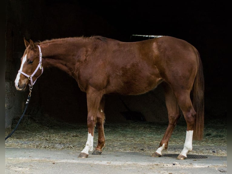 American Quarter Horse Giumenta 3 Anni 147 cm Sauro scuro in AalenAalen