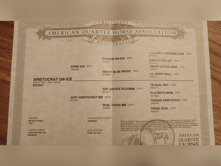 American Quarter Horse Giumenta 3 Anni 148 cm in Bad Kohlgrub