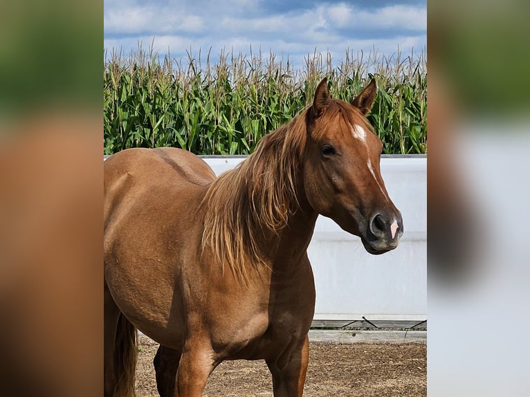 American Quarter Horse Giumenta 3 Anni 148 cm Red dun in Seeon-Seebruck