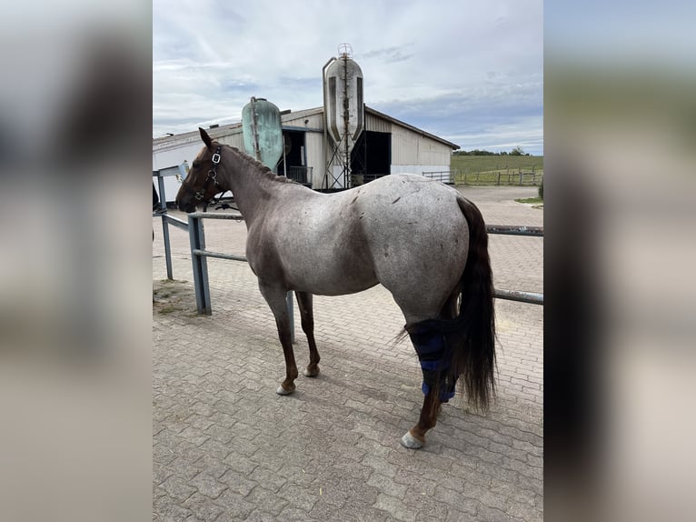 American Quarter Horse Giumenta 3 Anni 148 cm Roano rosso in Kappelen