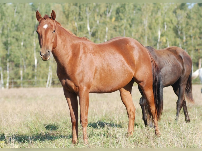 American Quarter Horse Giumenta 3 Anni 148 cm Sauro in Finsterwalde