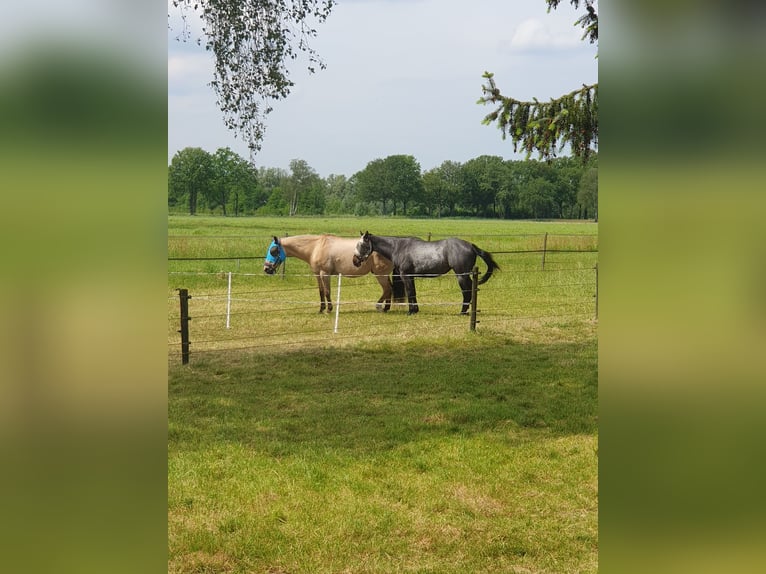 American Quarter Horse Giumenta 3 Anni 149 cm Baio roano in BARCHEM