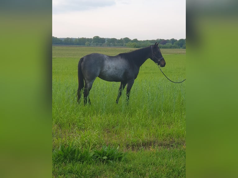 American Quarter Horse Giumenta 3 Anni 149 cm Baio roano in BARCHEM