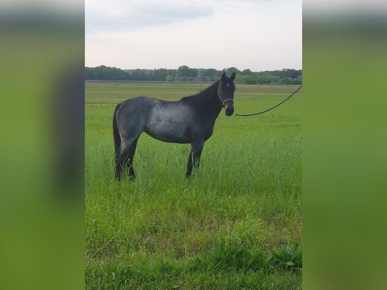 American Quarter Horse Giumenta 3 Anni 149 cm Baio roano in BARCHEM