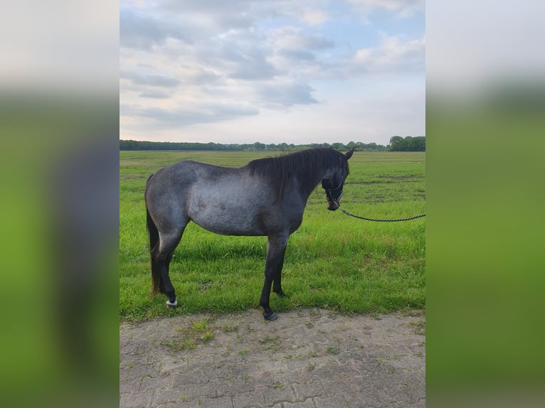 American Quarter Horse Giumenta 3 Anni 149 cm Baio roano in BARCHEM