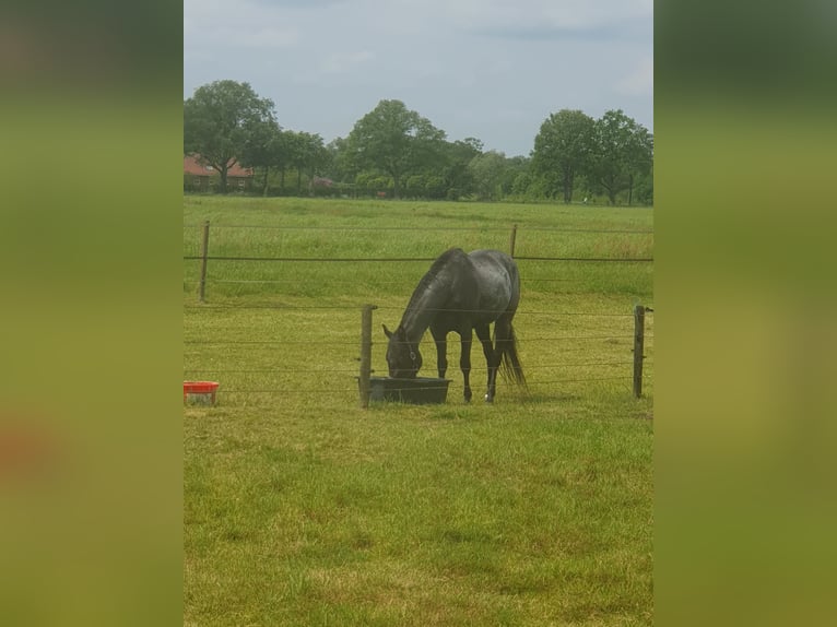 American Quarter Horse Giumenta 3 Anni 149 cm Baio roano in BARCHEM