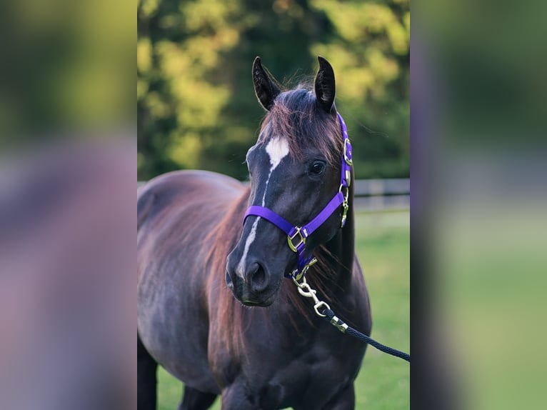 American Quarter Horse Giumenta 3 Anni 149 cm Morello in Dahlem