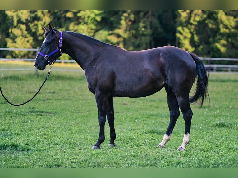 American Quarter Horse Giumenta 3 Anni 149 cm Morello in Dahlem