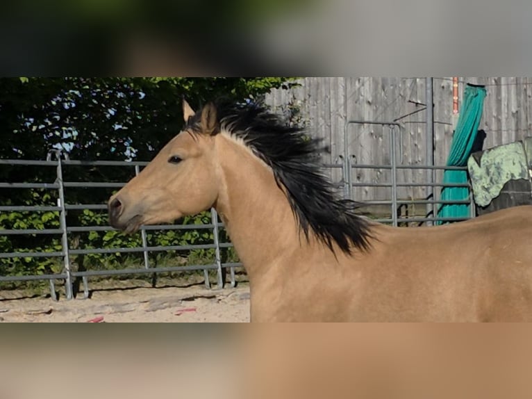 American Quarter Horse Giumenta 3 Anni 149 cm Pelle di daino in Langenbach