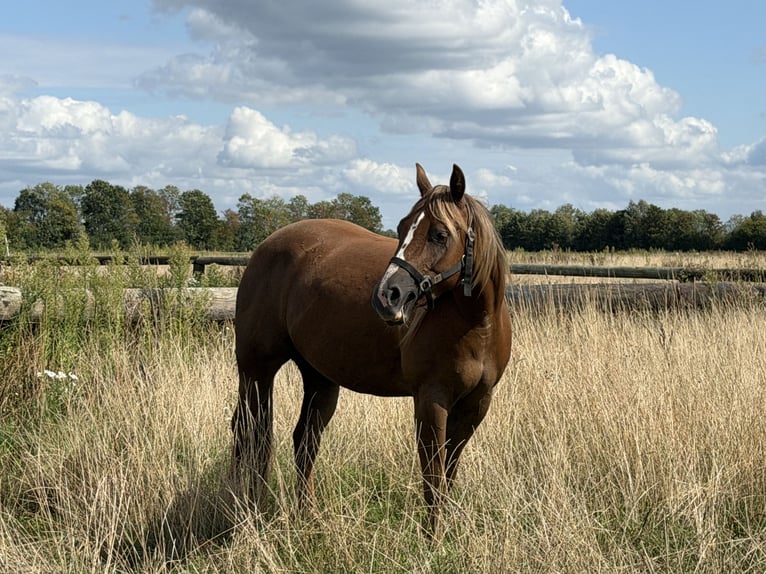 American Quarter Horse Giumenta 3 Anni 149 cm Sauro in Haren