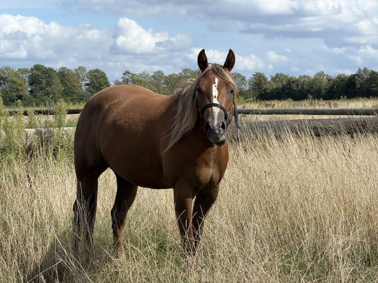 American Quarter Horse Giumenta 3 Anni 149 cm Sauro in Haren
