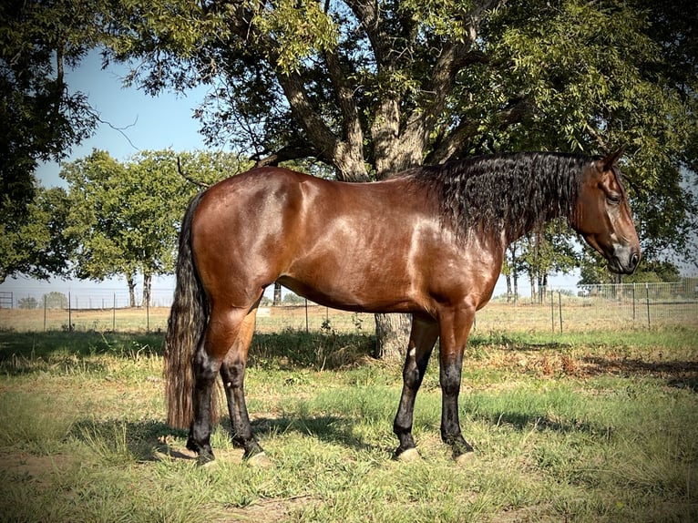 American Quarter Horse Giumenta 3 Anni 150 cm Baio ciliegia in Gordonville, TX