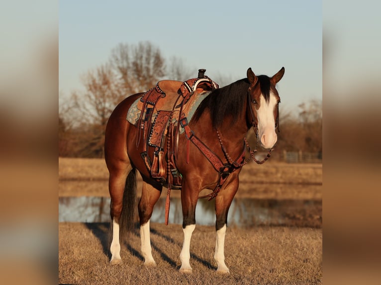 American Quarter Horse Giumenta 3 Anni 150 cm Baio ciliegia in Buffalo, MO