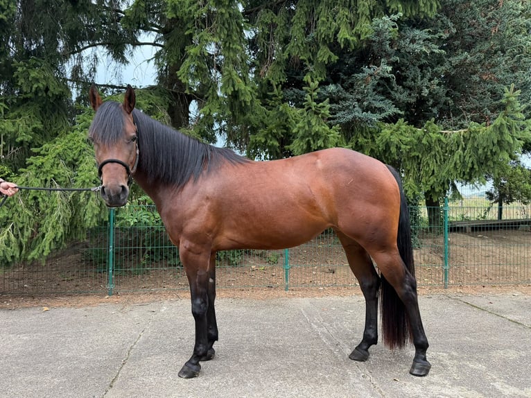 American Quarter Horse Giumenta 3 Anni 150 cm Baio in Lindlar