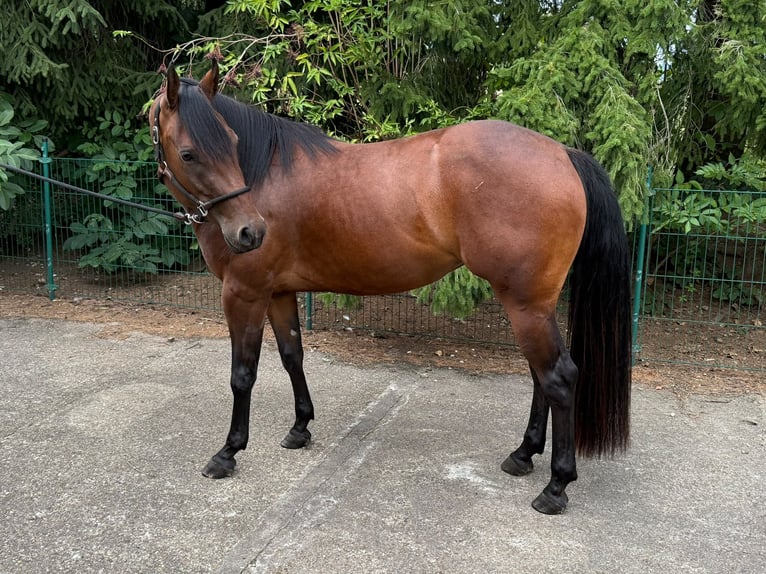 American Quarter Horse Giumenta 3 Anni 150 cm Baio in Lindlar