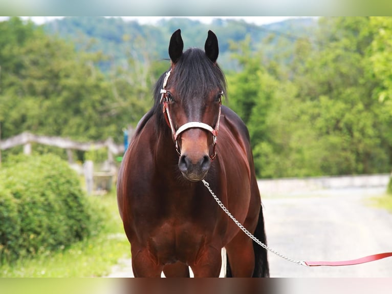 American Quarter Horse Giumenta 3 Anni 150 cm Baio in Windeck