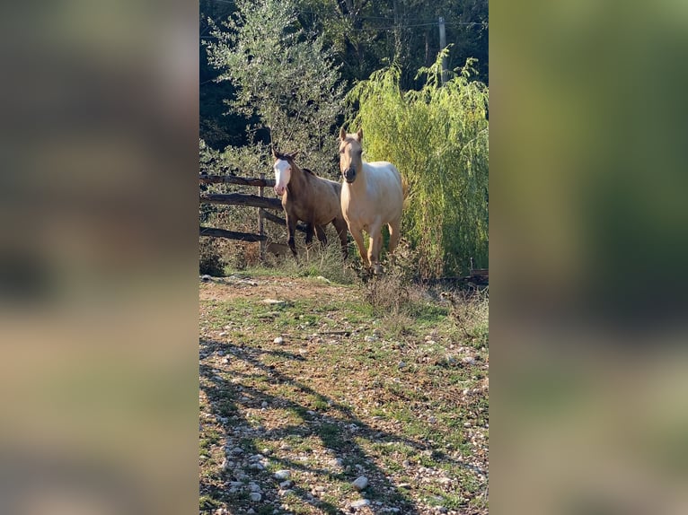 American Quarter Horse Giumenta 3 Anni 150 cm Dunalino in Opi