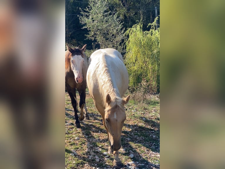 American Quarter Horse Giumenta 3 Anni 150 cm Dunalino in Opi