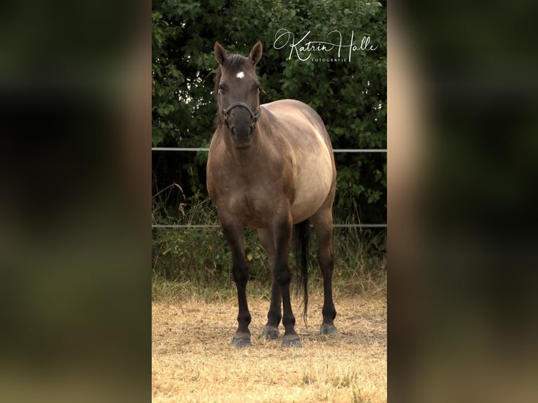 American Quarter Horse Giumenta 3 Anni 150 cm Falbo in Kleinschwabhausen