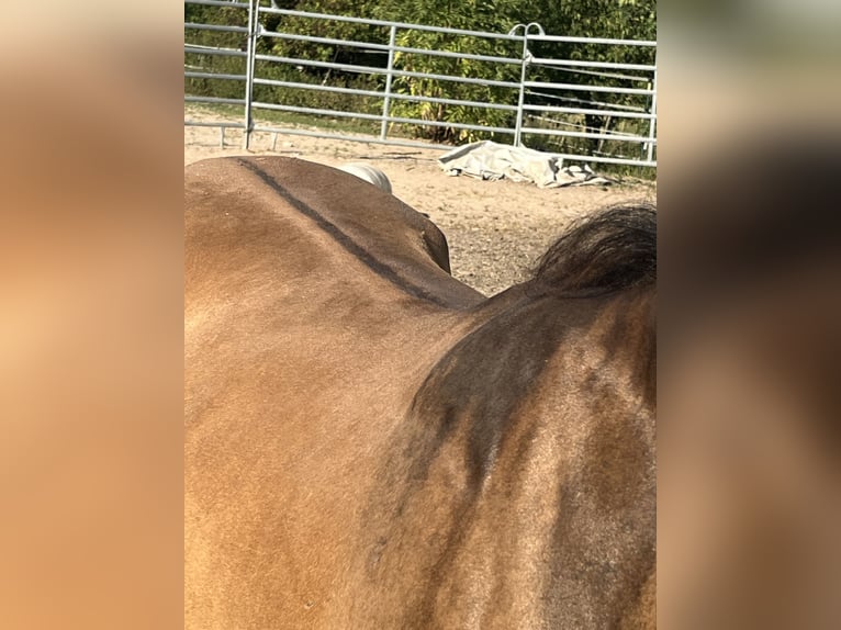 American Quarter Horse Giumenta 3 Anni 150 cm Falbo in Kleinschwabhausen