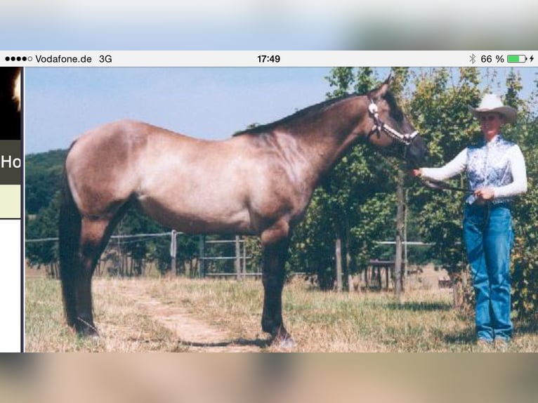 American Quarter Horse Giumenta 3 Anni 150 cm Falbo in Kleinschwabhausen