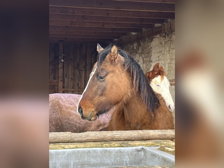 American Quarter Horse Giumenta 3 Anni 150 cm Falbo in Kleinschwabhausen