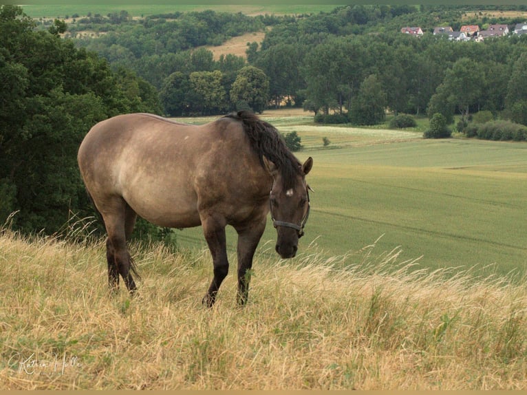 American Quarter Horse Giumenta 3 Anni 150 cm Falbo in Kleinschwabhausen