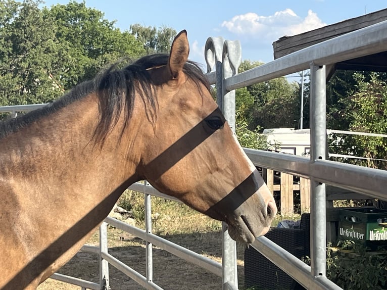 American Quarter Horse Giumenta 3 Anni 150 cm Falbo in Kleinschwabhausen