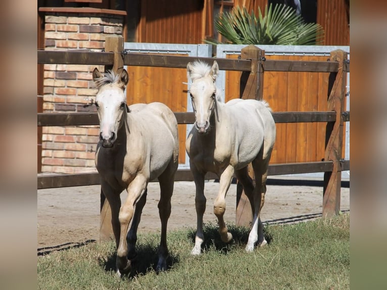 American Quarter Horse Mix Giumenta 3 Anni 150 cm Falbo in Oberlangen