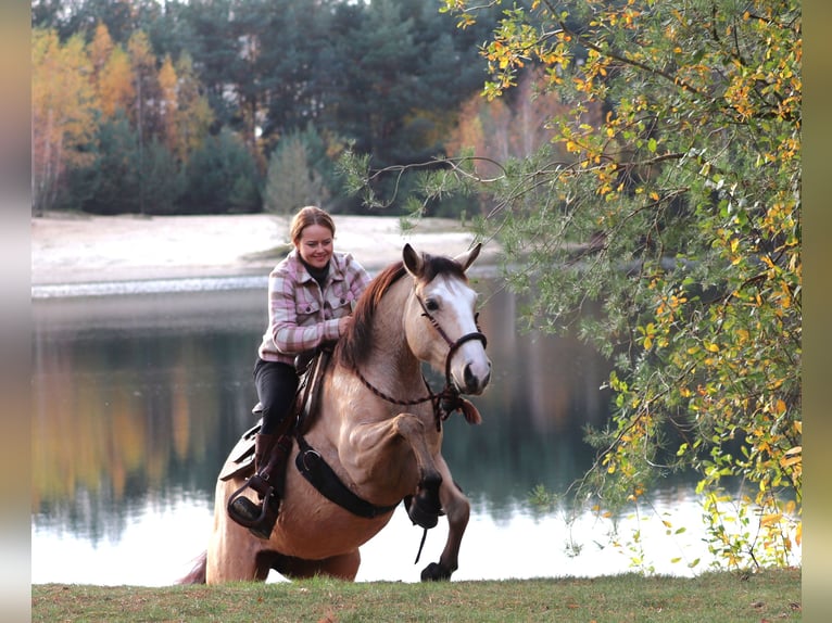American Quarter Horse Mix Giumenta 3 Anni 150 cm Falbo in Oberlangen
