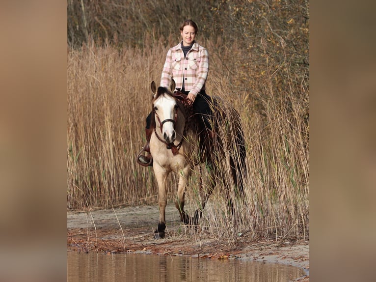 American Quarter Horse Mix Giumenta 3 Anni 150 cm Falbo in Oberlangen