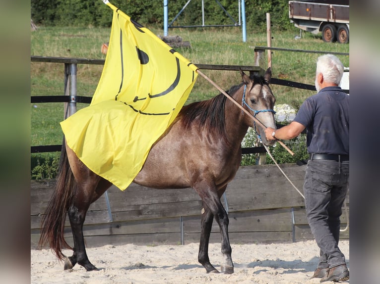 American Quarter Horse Giumenta 3 Anni 150 cm Grigio in Müglitztal