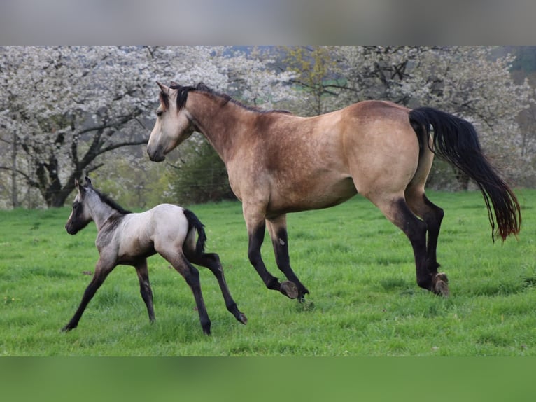 American Quarter Horse Giumenta 3 Anni 150 cm Grigio in Müglitztal