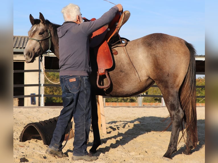 American Quarter Horse Giumenta 3 Anni 150 cm Grigio in Müglitztal