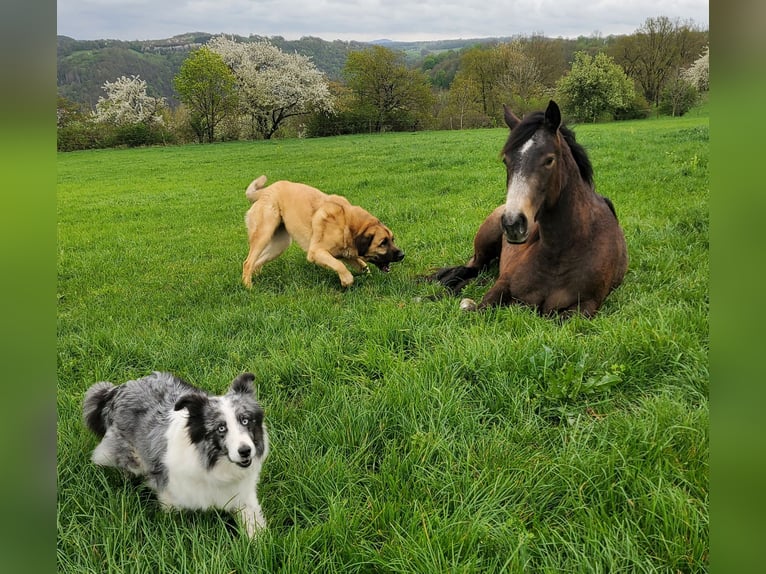 American Quarter Horse Giumenta 3 Anni 150 cm Grigio in Müglitztal