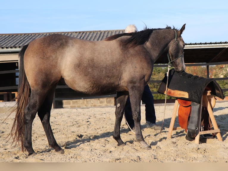 American Quarter Horse Giumenta 3 Anni 150 cm Grigio in Müglitztal