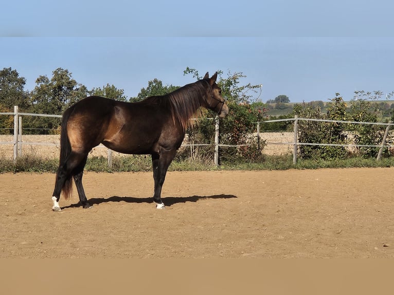 American Quarter Horse Giumenta 3 Anni 150 cm Pelle di daino in Marktbreit