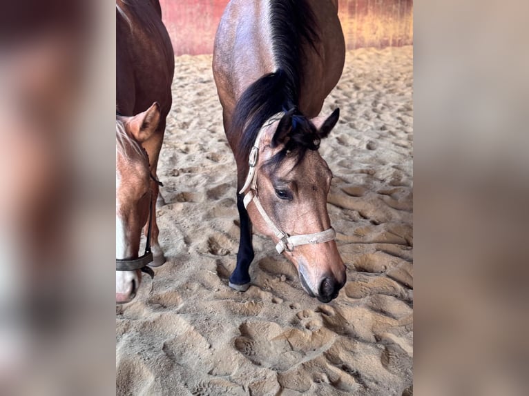 American Quarter Horse Giumenta 3 Anni 150 cm Pelle di daino in Wilhelmsburg