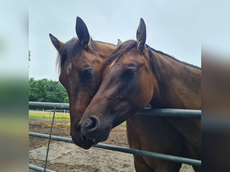 American Quarter Horse Giumenta 3 Anni 150 cm in Kehl